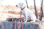 Pro Line Leather Hunting Dog Collar